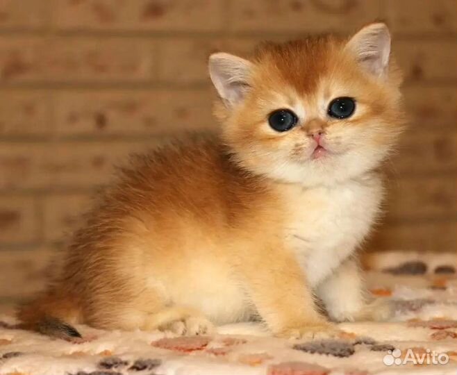 Котенок британская золотая шиншилла