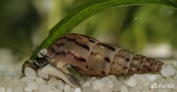 Улитка катушка красная и милания