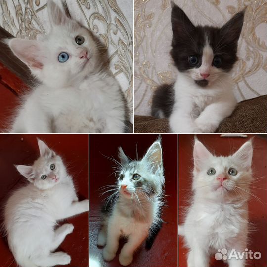 Котята Мейн-кун без документов