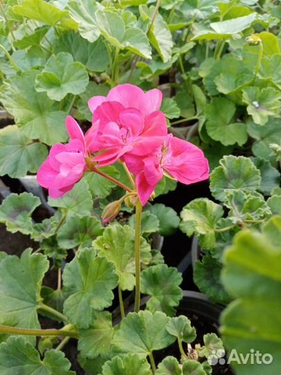 Пеларгония герань