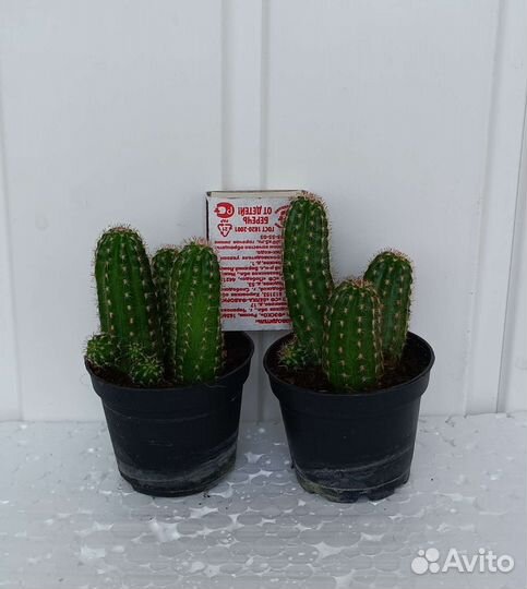 Кактус хамелобивия, медиолобивия, хамецереус