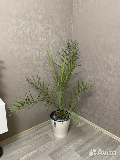 Финиковая пальма