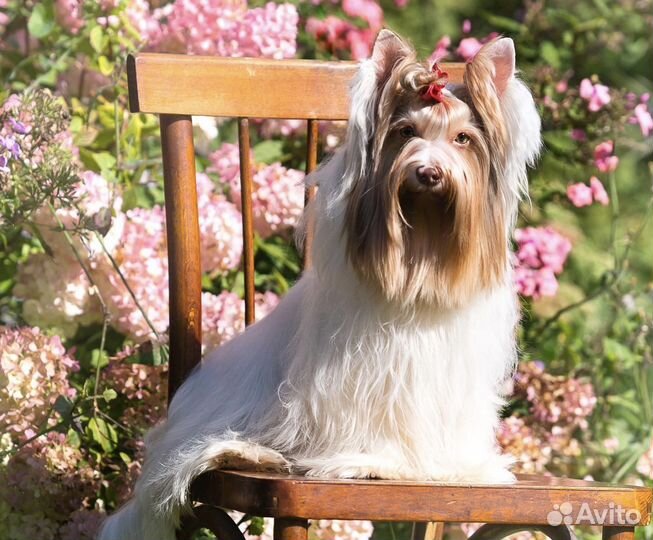 Голд берри мерле биро бивер шоко Йорк