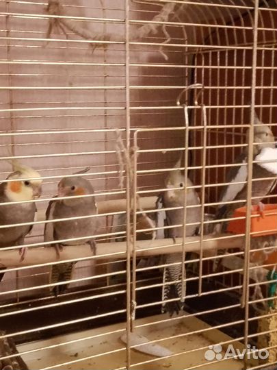 Пара попугаев корелла - нимфа с клеткой