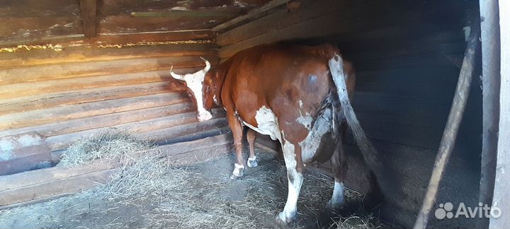 Телочка новорожденная