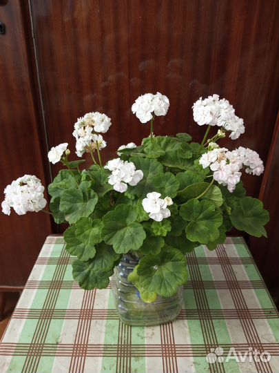 Герань (пеларгония) бело розовые цветы