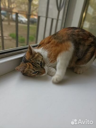 Кошечка в добрые руки