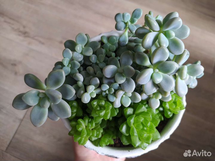 Суккуленты / комнатные растения