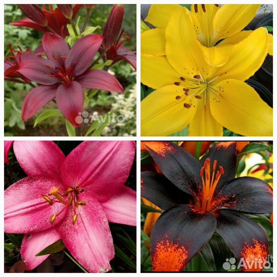 Лилии, лилейники, жемчужница