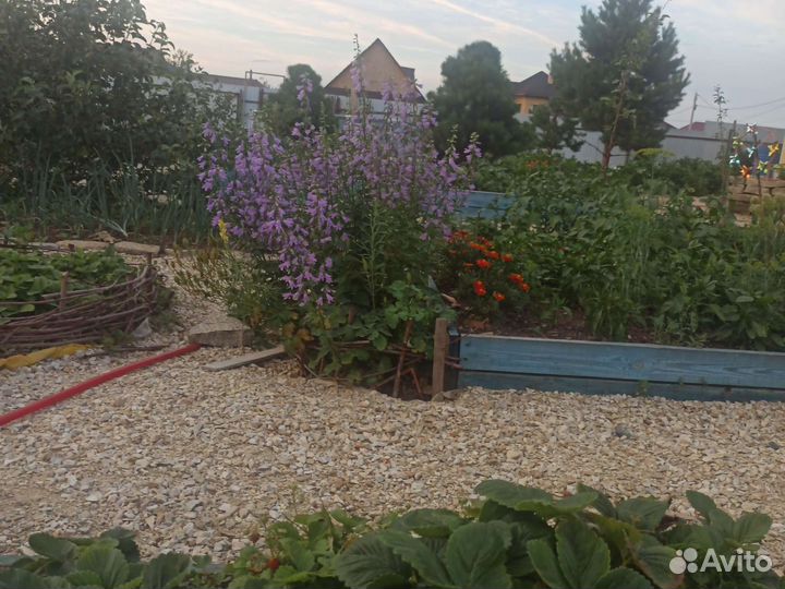 Многолетние цветы, почвопокровники