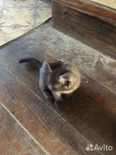 Котята отдам бесплатно