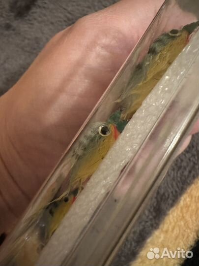 Жуки для рыбалки