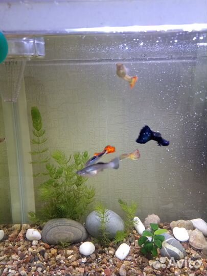 Мальки гуппи