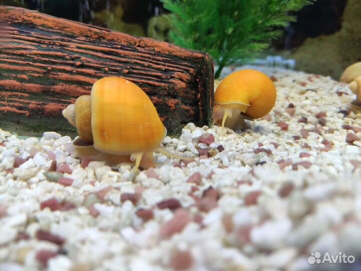 Улитки ампулярии желтые