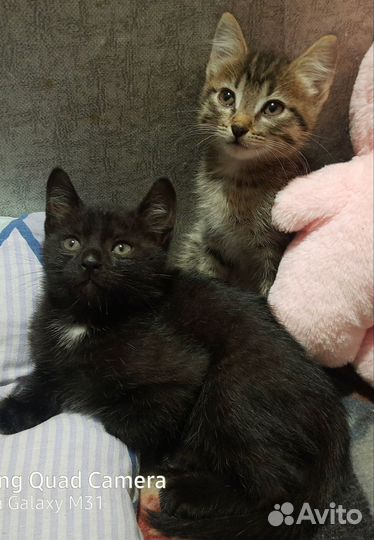 Котята