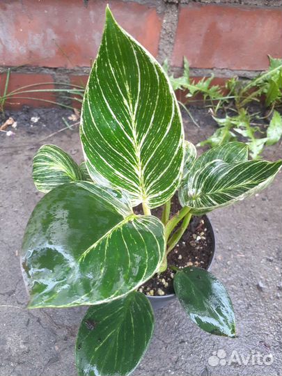 Филодендроны