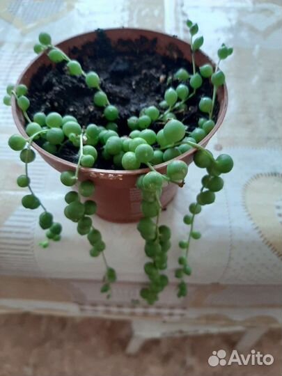 Горошек/Сенецио Роулеанус/ Крестовник Роули