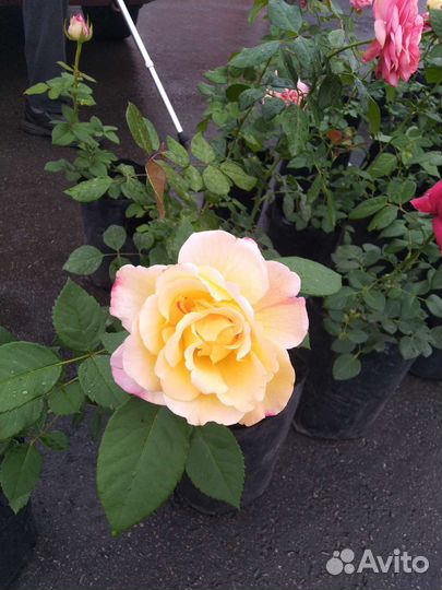 Розы чайно-гидрибные остатки