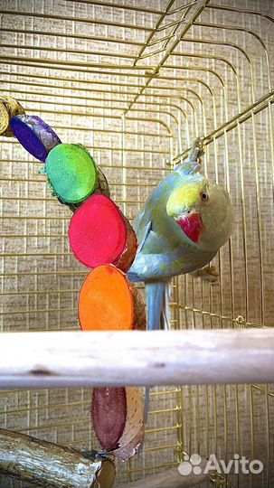 Попугай Ожереловый (птенцы)