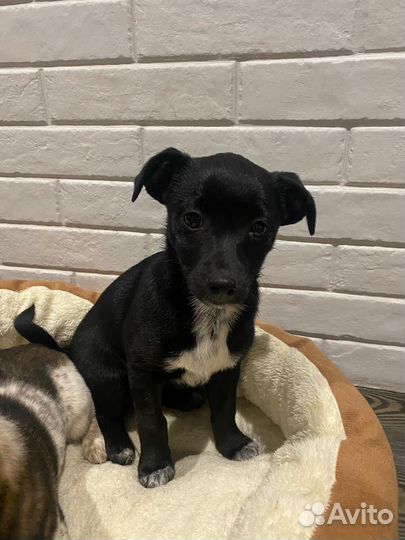 Щенок,девочка в добрые руки