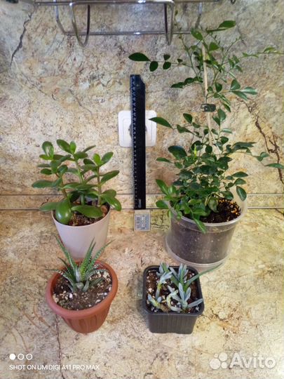 Толстянка, хавортия и др