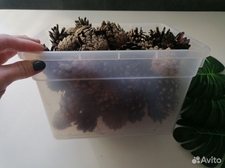 Шишки сосновые для творчества