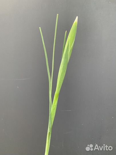 Ирисы, букет ирисов