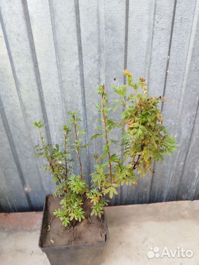 Лапчатка жёлтая