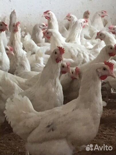 Куры несушки. Коралл. Птица в наличии