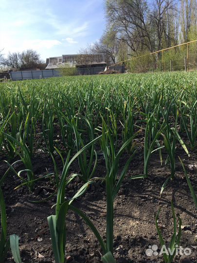 Чеснок семяной Мессидор