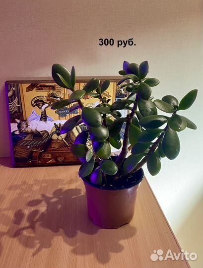 Денежное дерево-Толстянка