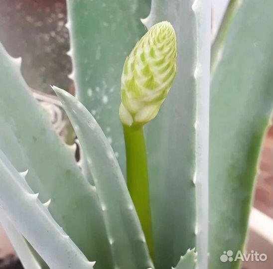 Алое вера растение