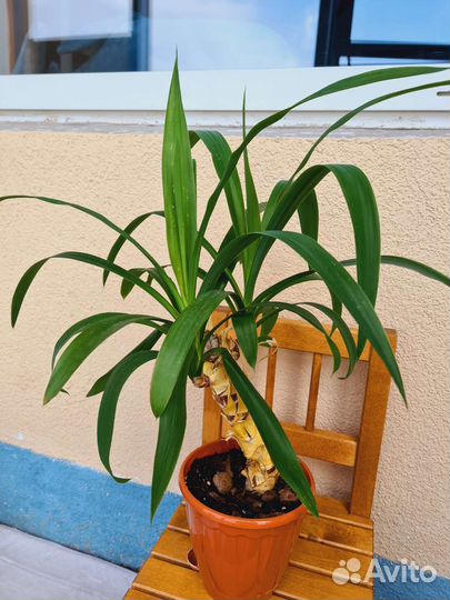 Пальмв Юкка (Слоновья нога)