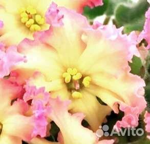 Сортовые фиалки. Цветущие. Стартеры, детки