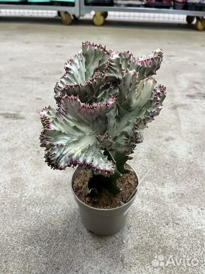 Эуфорбия Лактея кристата