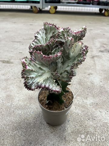 Эуфорбия Лактея кристата