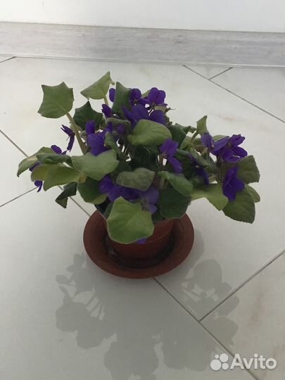 Комнатный цветок – фиалка цветущая