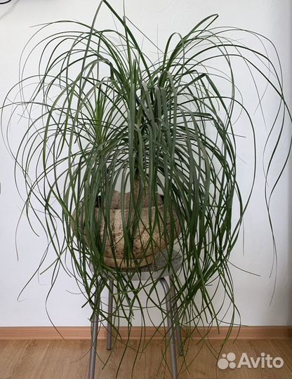 Бокарнея нолина