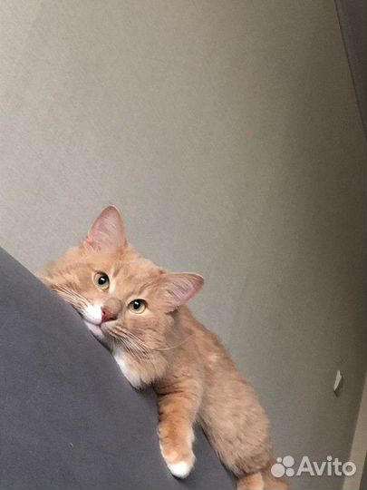 Кот в дар бесплатно