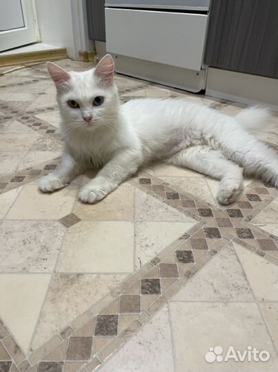 Турецкая ангора