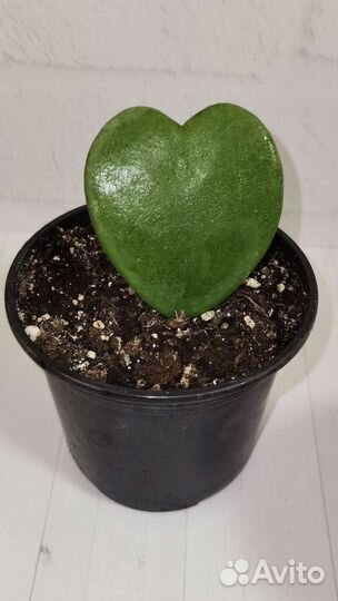 Хойя керри, Валентинка