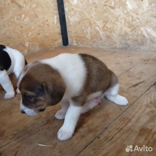 Продам щенка эстонской гончей собаки