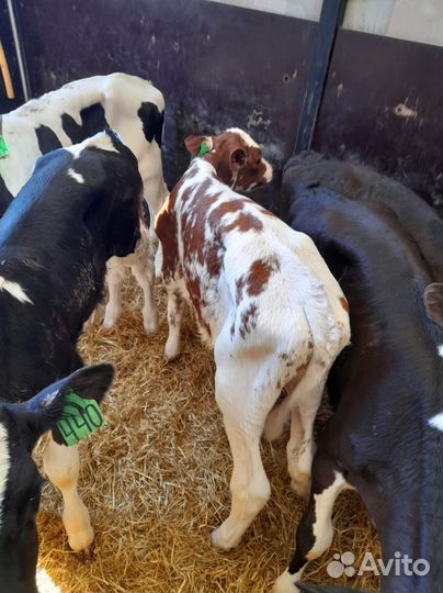 Телята доставка с выбором