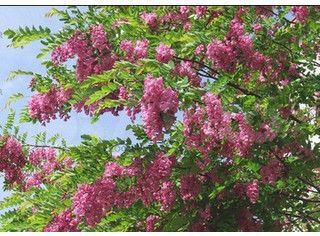 Участок 4 сот. (ИЖС)