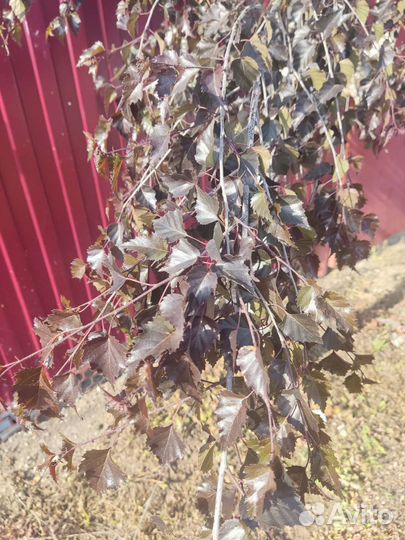 Берёза черная