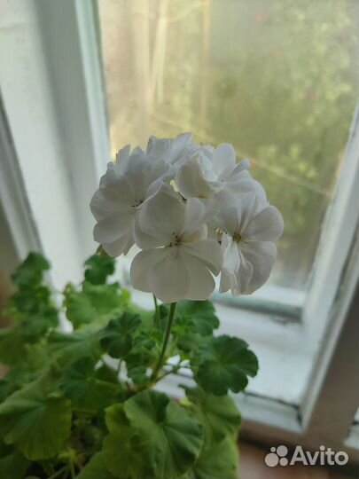 Герань пеларгония