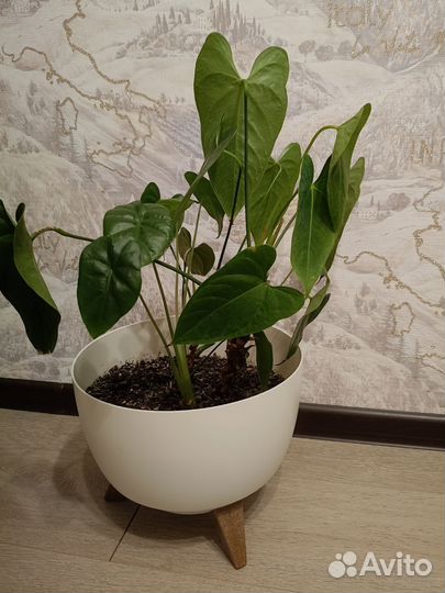 Комнатные цветы