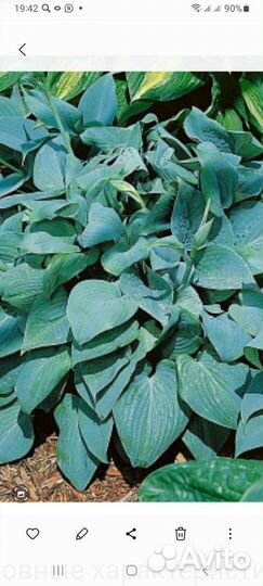 Безвременник, нарциссы, хосты, колокольчики