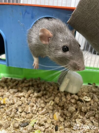 Крыса мальчик,продам с клеткой
