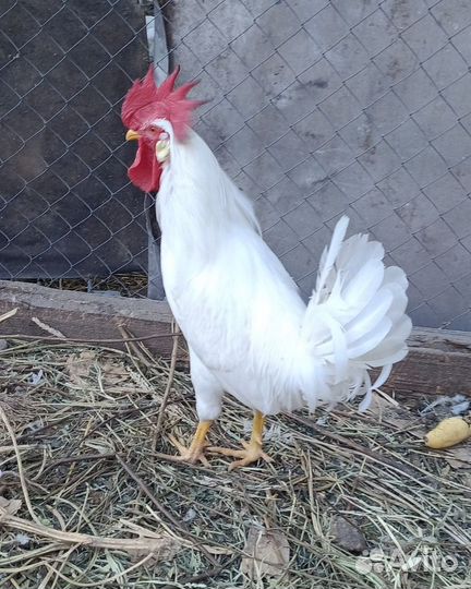 Молодые петухи Ломан Уайт